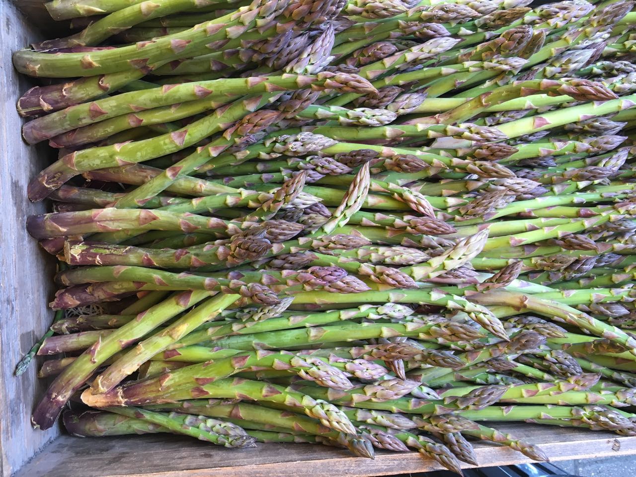 English Asparagus Photo ©Evie Saffron Strands MAY This time last year we were talking of having had English Asparagus at the beginning of April, only for it then to be hit by late frosts. This year we collected our first Kent-grown crop last week. Despite it feeling late, it was around St George’s Day which is the traditional time for starting to cut the crop. It’s hard to resist people’s desire for earlier harvests but nature knows best and this year’s first cut of English Asparagus from our preferred grower was definitely worth the wait. April passed in the UK feeling very similar to March. Save for a few days of warmth mid-month, conditions have been unseasonably cold in most of Europe delaying spring planting. Italy did provide us with Broad Beans, Peas and Cucumbers; France delivered Wet Garlic and Fraise Clery Strawberries; and the UK produced Jersey Royals, Wild Garlic, Sprouting Broccoli, field-grown Rhubarb and the first good Asparagus. A burst of sun arrived in the form of Mangoes from India, including Alphonso. We are definitely overdue some good growing weather. 