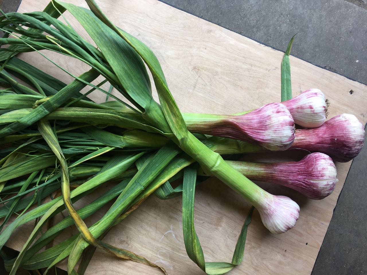 Wet Garlic Photo ©Evie Saffron Strands As a result of the weather, now at the beginning of MAY , you will find the following at Puntarelle & Co: Earthy, saline Jersey Royal Potatoes and versatile Cypress Potatoes . Vitamin C, iron and calcium-rich Spring Nettle Tops , both English and French (bag with care!). Some late English Wild Garlic leaves. Watercress from our preferred English grower, Kingfisher. UK-grown sweet, juicy Cucumbers and mild, crunchy Spring Onions . Italian Ridged Cucumbers From Italy, Romano and Tondo Courgettes . Wispy Wild Asparagus and Bruscandoli (hop shoots) from Italy. From our Kent Grower, English green Asparagus , both fat-speared and thin sprue, tasting really delicious this year. Also European purple and white Asparagus varieties. New Spring season Rainbow Chard from Italy. Italian Peas and Broad Beans . Fat, sweet, stems of Wet Garlic from France (don’t forget most of the stalk is useable too. Outdoor-grown Rhubarb , picked up from our preferred farmer in Kent who also grows our Asparagus. Strawberries this week are from France and Italy. We expect English ones in a couple of weeks’ time. There are French Heritage Tomatoes along with large Pineapple Tomatoes , and the salty, crunchy Marinda and Camone Tomatoes that have seen us through winter are still with us. Spring varieties of Radish . Cool weather harvests of bitter Radicchio and Chicories like Puntarelle and Cime de Rapa from Italy are still with us and there are Tropea Onions . Spinach varieties including French. New season Aubergines from Italy are now coming in more variety of sizes and shapes. Green and Purple Artichokes , large and small. St George’s Mushrooms again (one thing that wasn’t late this year) and Morel Mushrooms too. As always, we have seasonal herbs but we have pots of growing Spring Herbs as well. It’s a lean time for European fruits but the Nespole from Italy are in.
