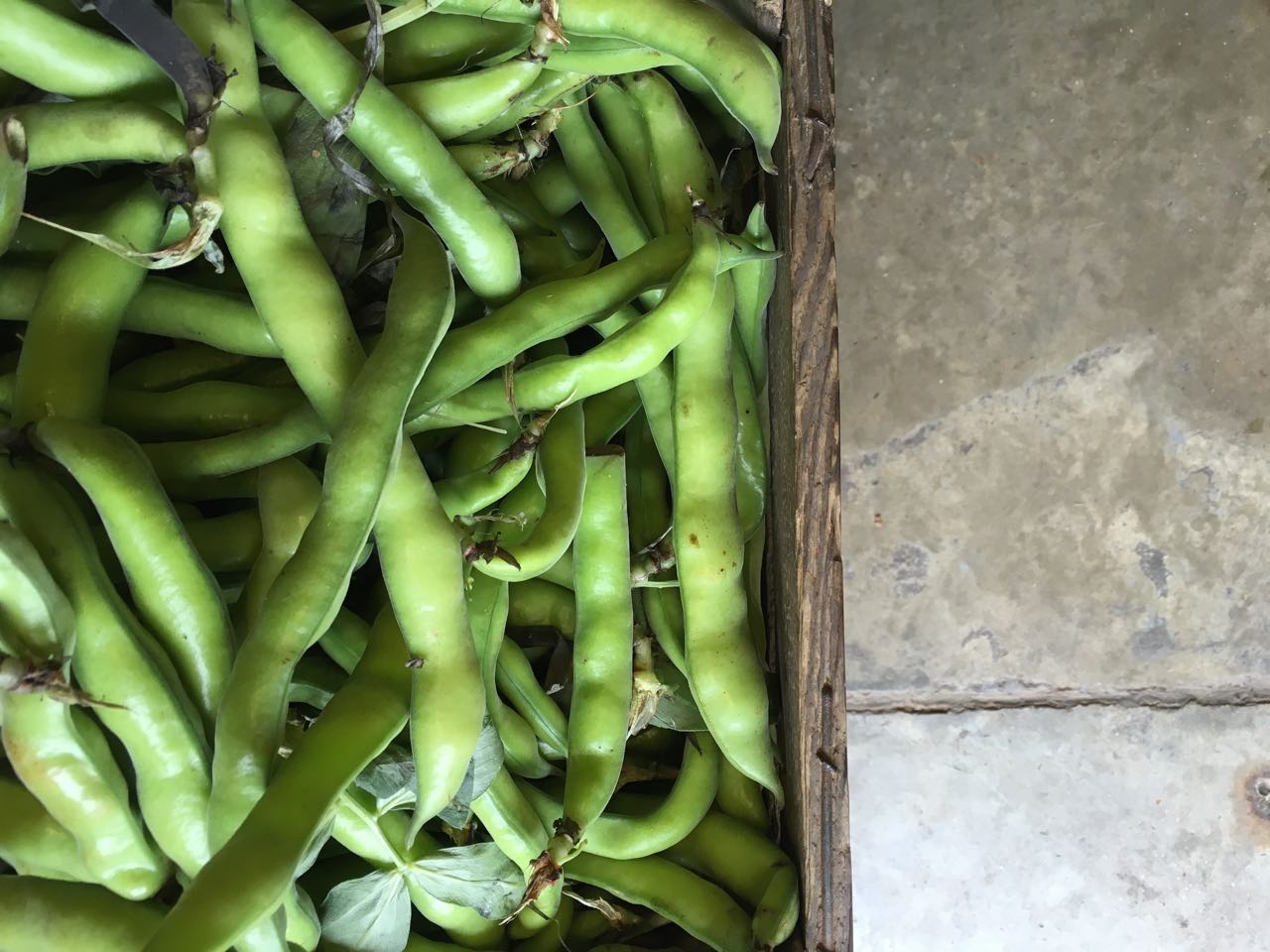 Broad Beans Photo ©Evie Saffron Strands So, what produce can we expect to come through our doors in MAY ? Earthy, saline Jersey Royal Potatoes and some French new potatoes too. Vitamin C, iron and calcium-rich Spring Nettle Tops , both English and French (bag with care!). Watercress from our preferred English grower, Kingfisher. UK-grown sweet, juicy Cucumbers and mild, crunchy Spring Onions will continue. Ridged Cucumbers for preserving from Eastern Europe. Increasing varieties of Courgettes from Italy. Wispy Wild Asparagus from Italy. From our Kent Grower, English green Asparagus , both fat-speared and thin sprue. Also European purple and white Asparagus varieties. Rainbow Chard . Italian Peas and Broad Beans . Fat, sweet, stems of Wet Garlic from France (don’t forget most of the stalk is useable too). Outdoor-grown Rhubarb , picked up from our preferred farmer in Kent who also grows our Asparagus. Strawberries from France and Italy. Early English ones from our favourite grower should be with us by the third week in May. French Heritage Tomatoes , large Pineapple Tomatoes and, hopefully, some other interesting varieties. Spring varieties of Radish . Italian Tropea Onions and French Grelot Onions . Spinach varieties including French. New season Aubergines from Italy in a variety of shapes and sizes. Seasonal herbs including pots of growing Spring Herbs . It’s still a lean time for European fruits but expect Nespole from Italy throughout the month.