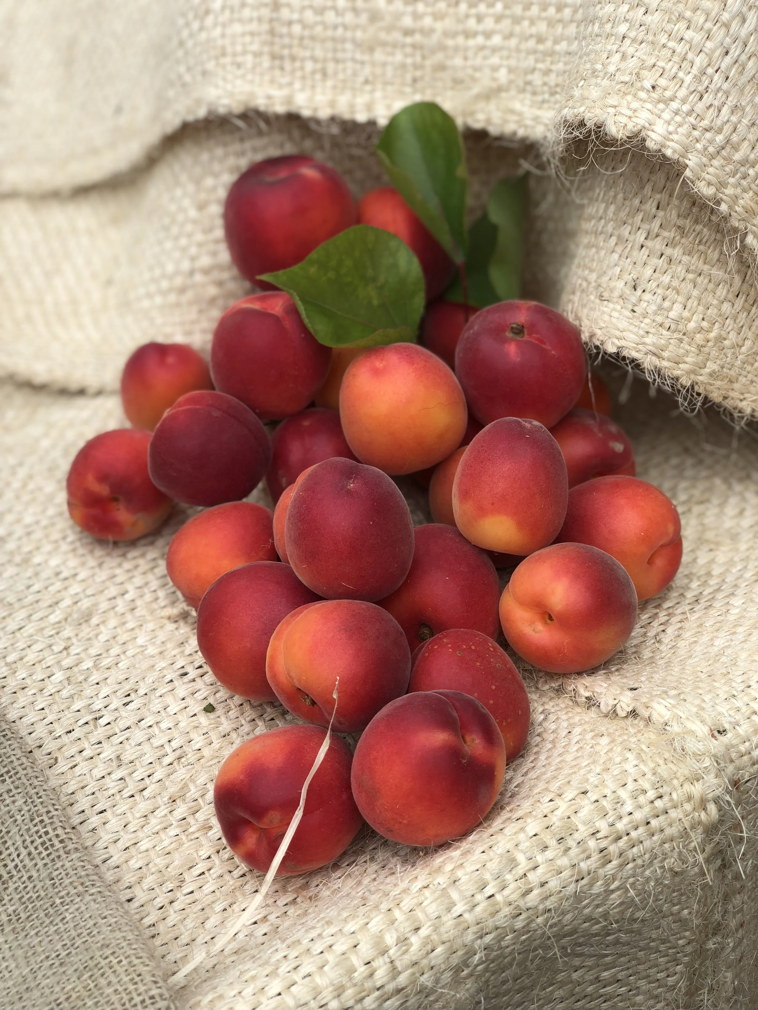 Apricots — Puntarelle & Co