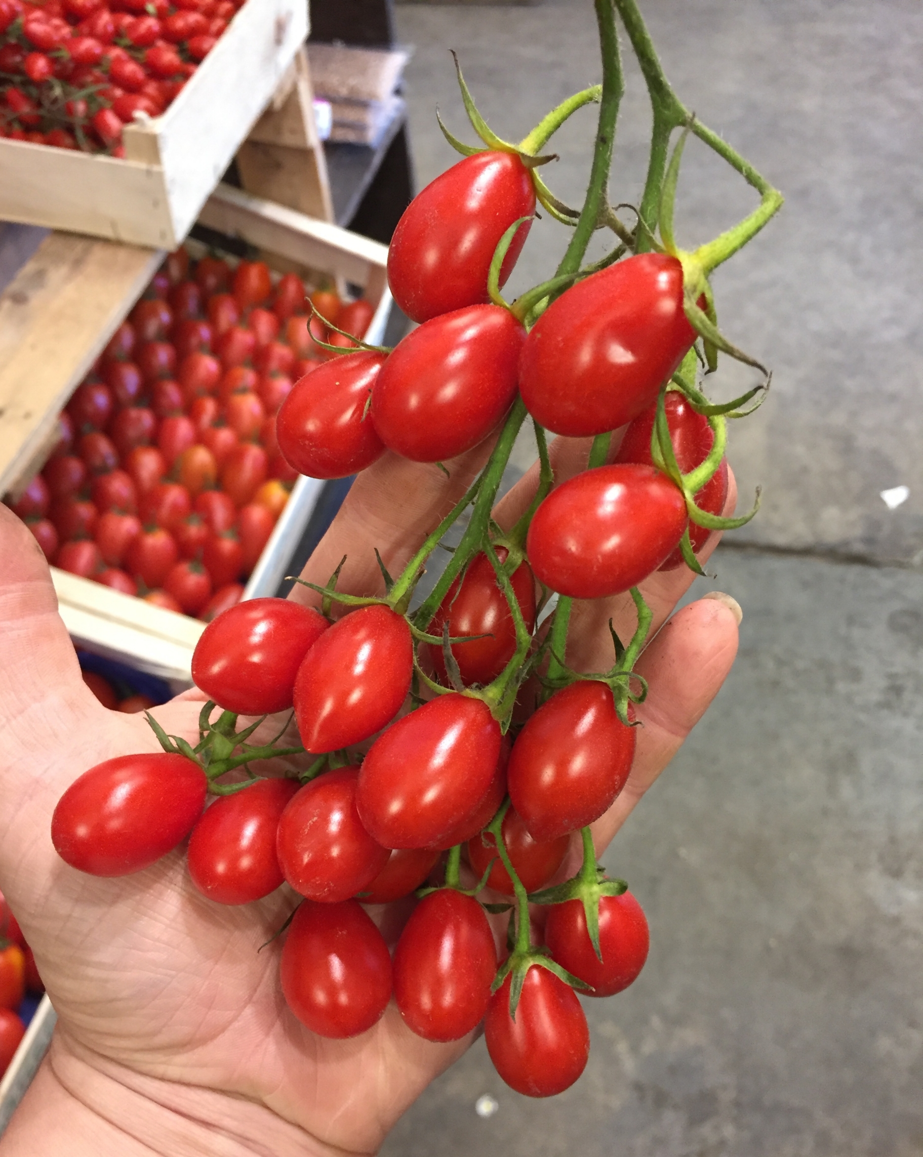 Sicilian Datterino  Tomatoes 