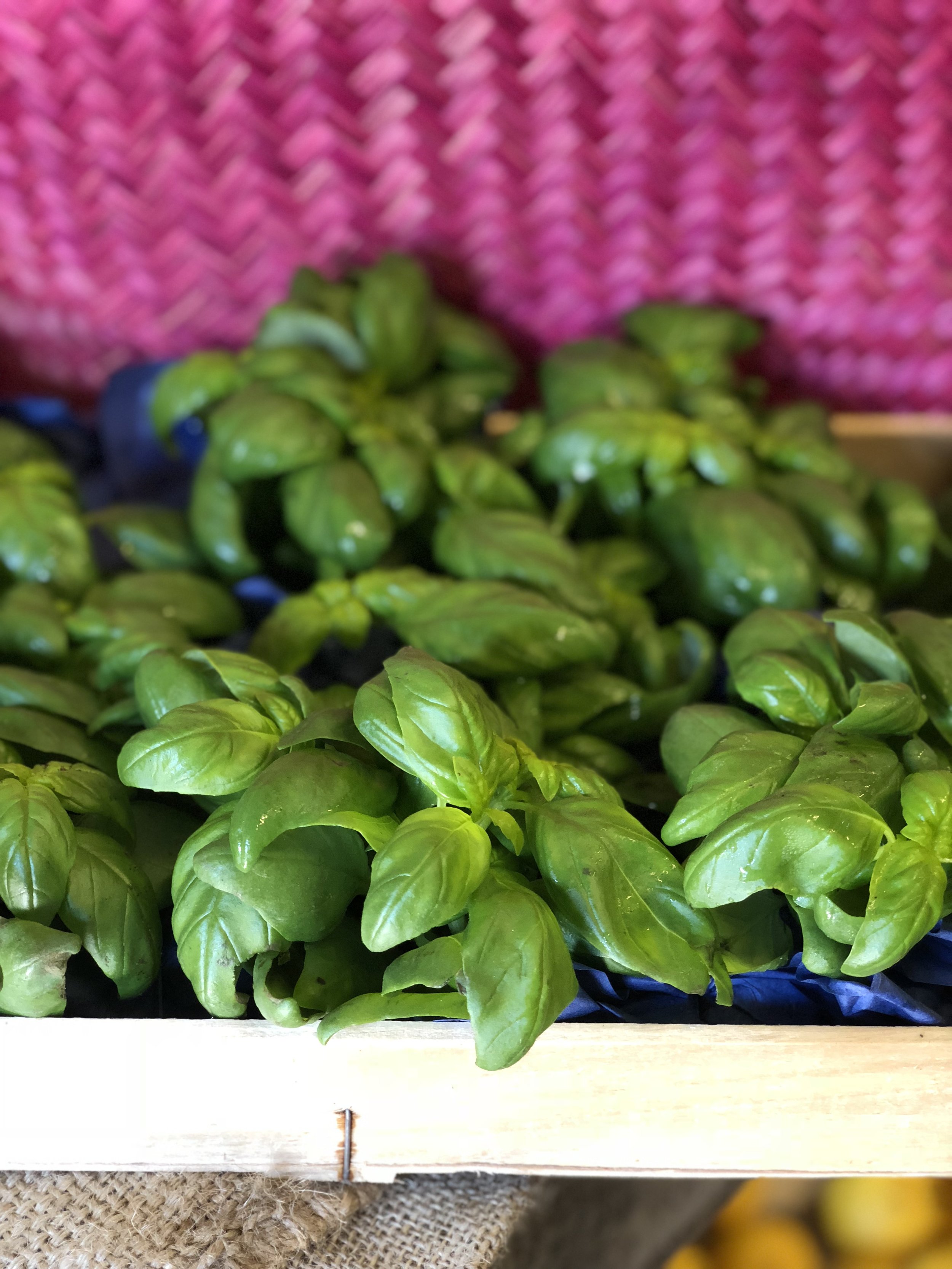 Ligurian Basil 