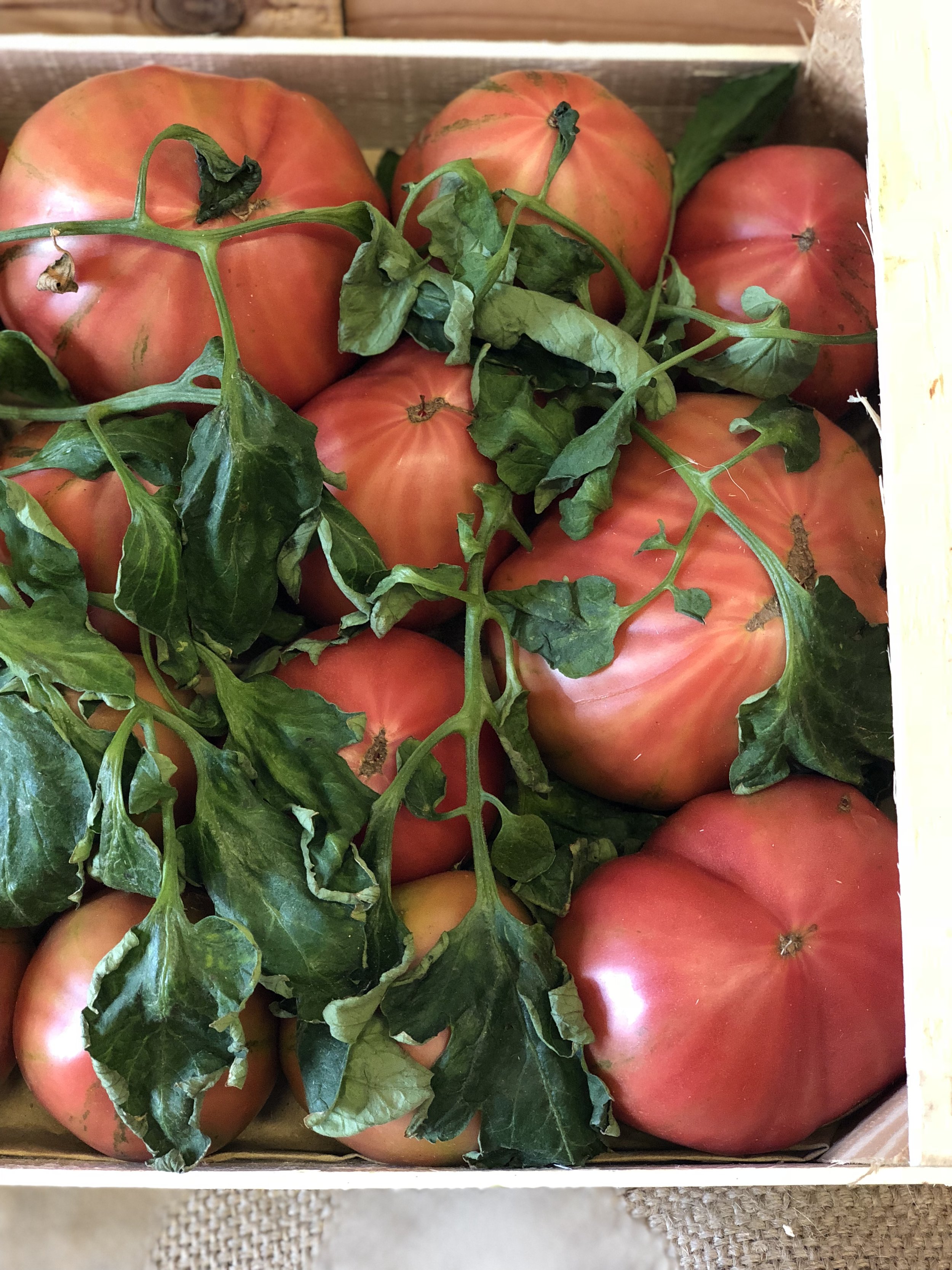 Costaluto Tomatoes 