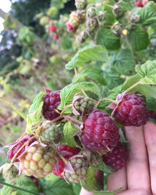 Raspberries Photo © Evie Saffron Strands Raspberries The Raspberry is a delicate fruit which, once ripe, doesn’t take kindly to being kept waiting. It’s sensitive to damp warmth which can quickly turn the berries to mildewed wretchedness. Sometimes, in just-picked fruit, to the untrained eye, there is no evidence of its presence but once that musty flavour hits the tongue it’s a taste never forgotten – by me anyway. Grown well, the berries are sweet/sharp, bursting with juicy wine-like flavours and carrying floral aromas ranging from rose to violets. We like to bide our time and buy our raspberries direct from our favourite grower in Kent. This way we know they have been carefully raised and harvested, and time from farm to plate is kept to a minimum. We use these raspberries in our much loved London Fermentary Kent Raspberry Water Kefir too. All berries which grow on canes – raspberry, blackberry, Loganberry etc – are members of the genus Rubus , part of the rose family. The delicacy of the fruit belies the fact that cultivated raspberries derive from wild plants that thrive as far north as Alaska. This explains why cultivated raspberries from northern climes, like Scotland grow so well and are rightly prized. The British raspberry crop is only just getting going but the season is surprisingly long. Southern-grown berries from summer-fruiting canes peter out but the Scottish season takes overs. Then there are the autumn-fruiting varieties too which can mean British raspberries are around until well into autumn. Raspberries are a fruit best eaten raw, though they will stand a little warmth to bring out their juices. If you keep them in the fridge, it’s important to allow them to reach room temperature to bring out their flavour before eating. They pair wonderfully well with warm baked peaches. Cream is very much a friend. If you have a peach, raspberries and cream you have the essentials for a Peach Melba. A Victoria Sponge Sandwich cake eaten outside on a warm day is quintessentially English. Sandwiching the sponge layers with raspberries and cream makes it more special than using raspberry jam. A few drops of rosewater can raise the flavour of less perfumed berries - delicious with meringue and cream, turned into a summer berry Pavlova or a variant of Eton Mess. If you need to, the berries freeze well and, whizzed up from frozen in a food processor, make an easy sorbet. As an alternative, you can puree the raw berries with sugar (around 3:1 fruit:sugar) to make a syrup to ripple through vanilla ice cream. 