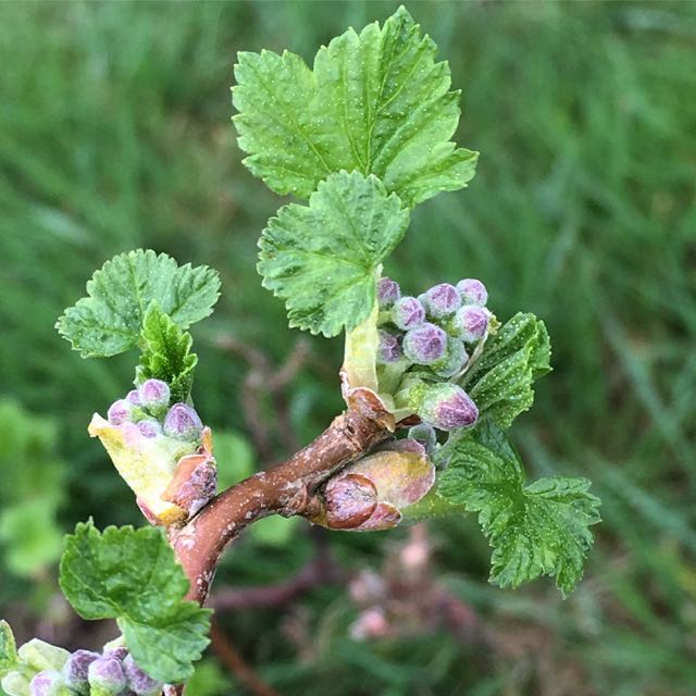 Blackcurrant blossom Photo © Evie Saffron Strands