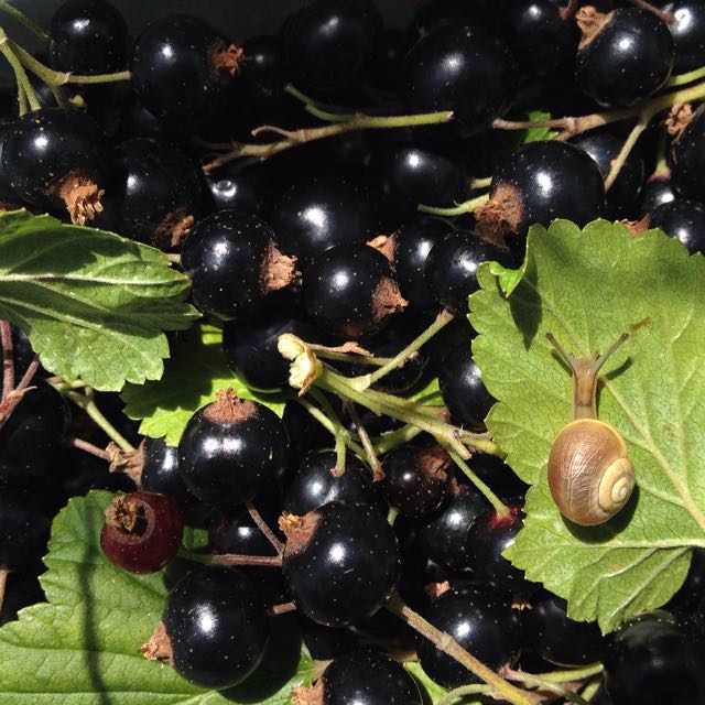 Blackcurrants Photo © Evie Saffron Strands