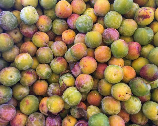 French Reine Claude (Greengage) Plums Photo ©Evie Saffron Strands