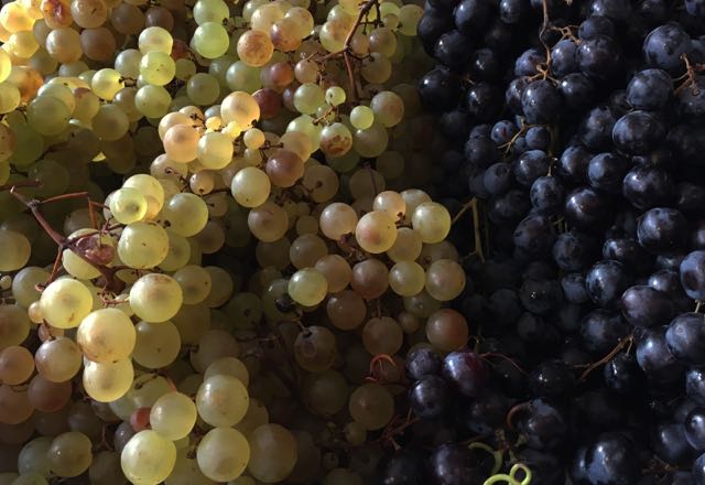 Muscat and Uva Fragola Grapes Photo ©Evie Saffron Strands