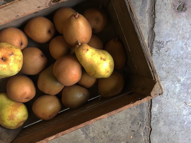 Russett Beurre Hardy and Williams’ Bon Chretien Pears Photo ©Evie Saffron Strands