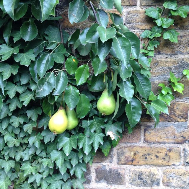 Jargonelle Pears growing in an English garden Photo ©Evie Saffron Strands