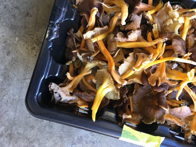 Chanterelles