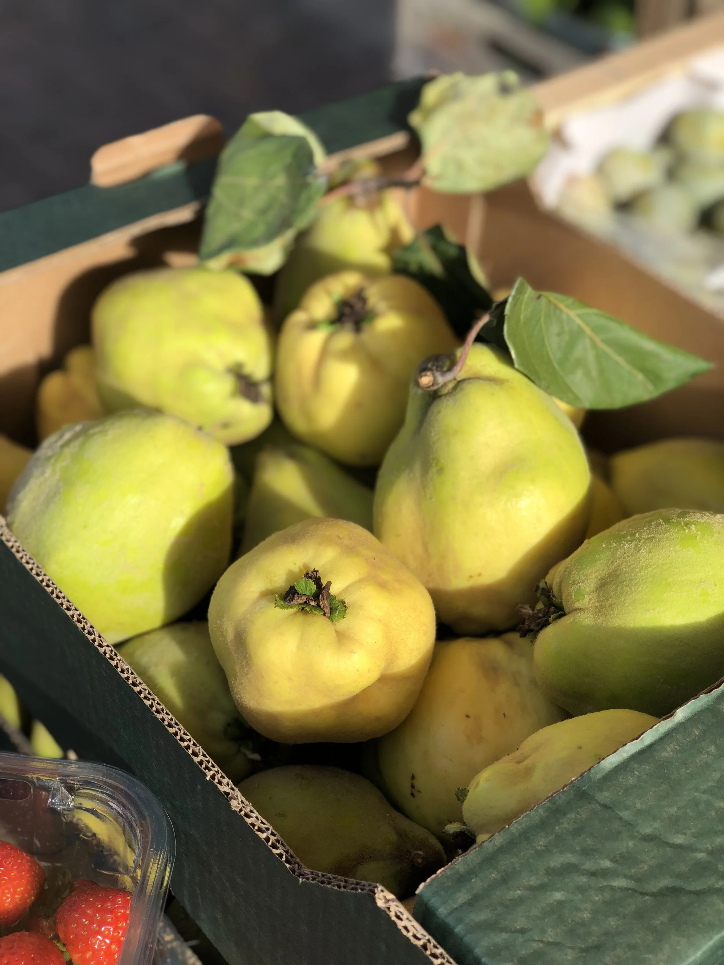 English Quince Photo © Puntarelle & Co