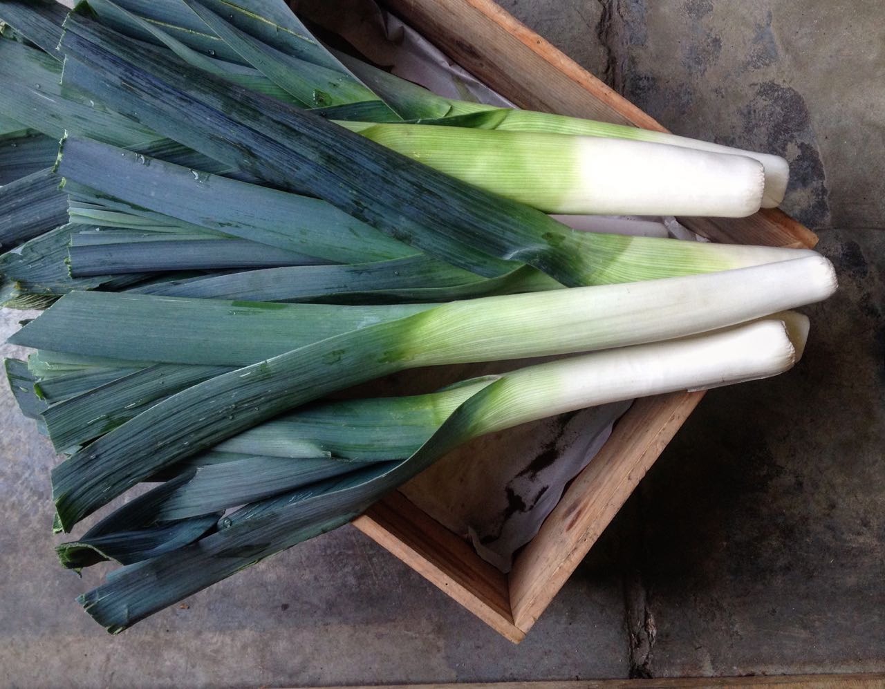 English Leeks Photo ©Evie Saffron Strands