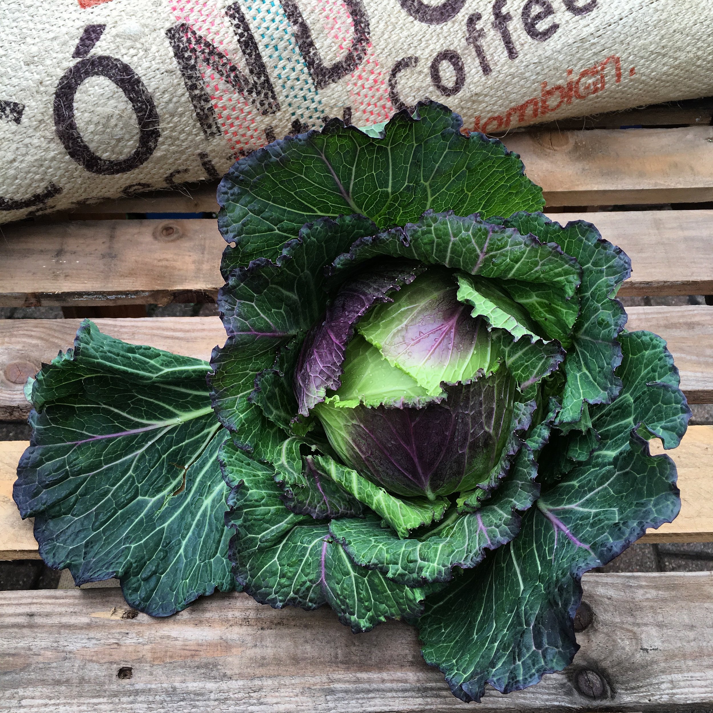 January King Cabbage Photo ©Evie Saffron Strands