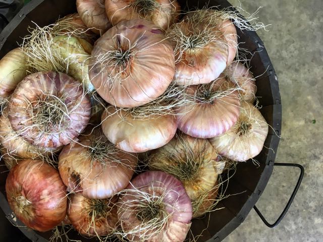 Sicilian Flat Onions Photo ©Evie Saffron Strands