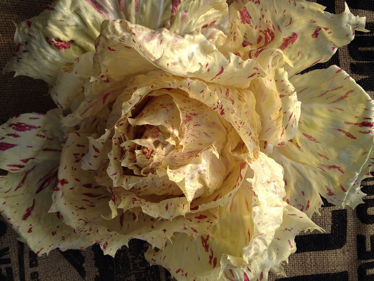 Castelfranco Radicchio Photo ©Evie Saffron Strands