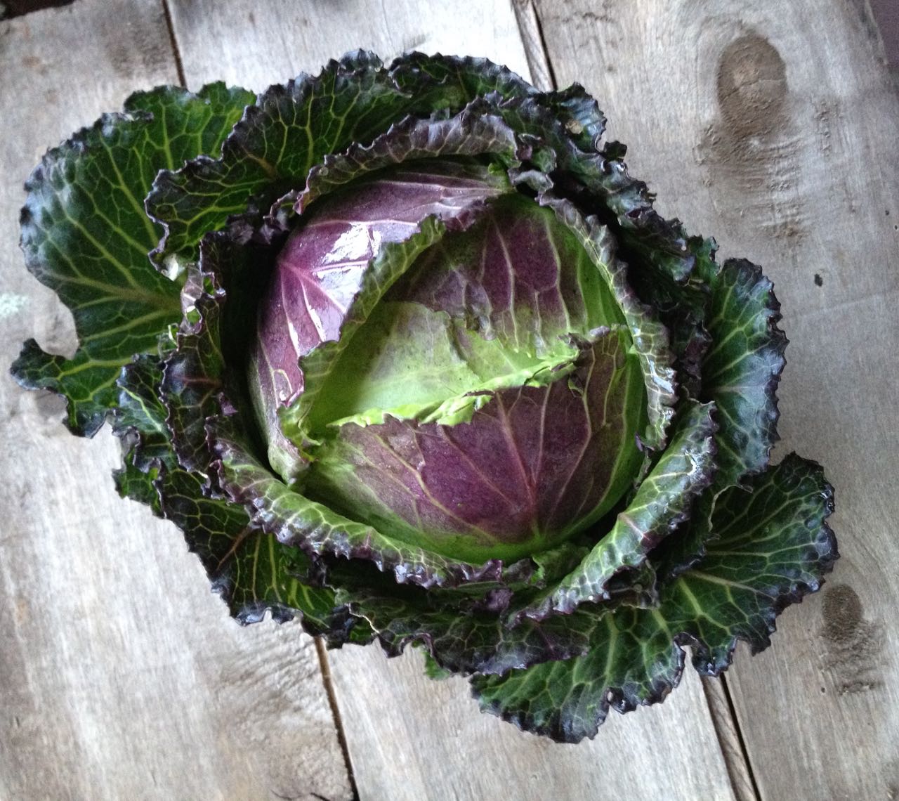 Cabbage ‘January King’ Photo ©Evie Saffron Strands