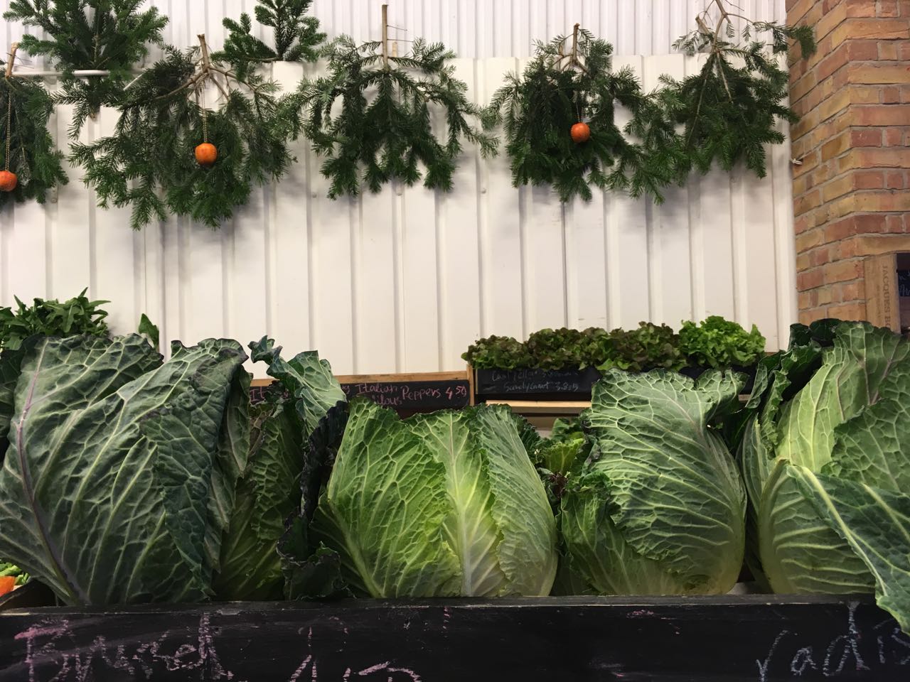 Cabbages at Christmas Photo ©Evie Saffron Strands