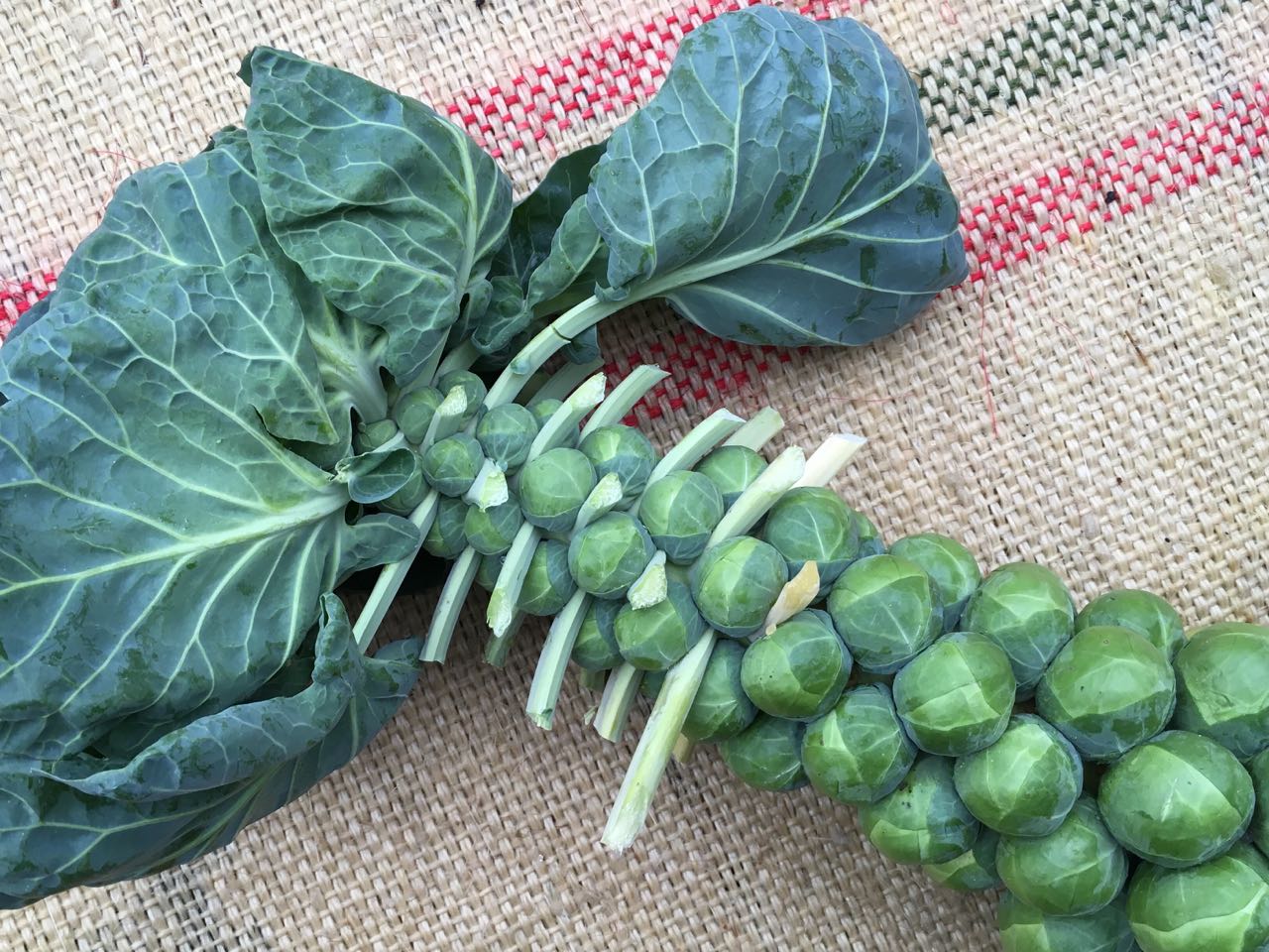 Brussels Sprouts Photo ©Evie Saffron Strands