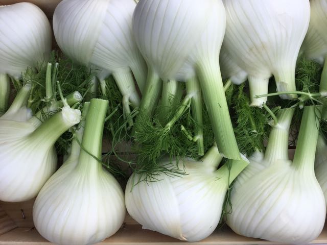 Fennel bulbs Photo ©Evie Saffron Strands