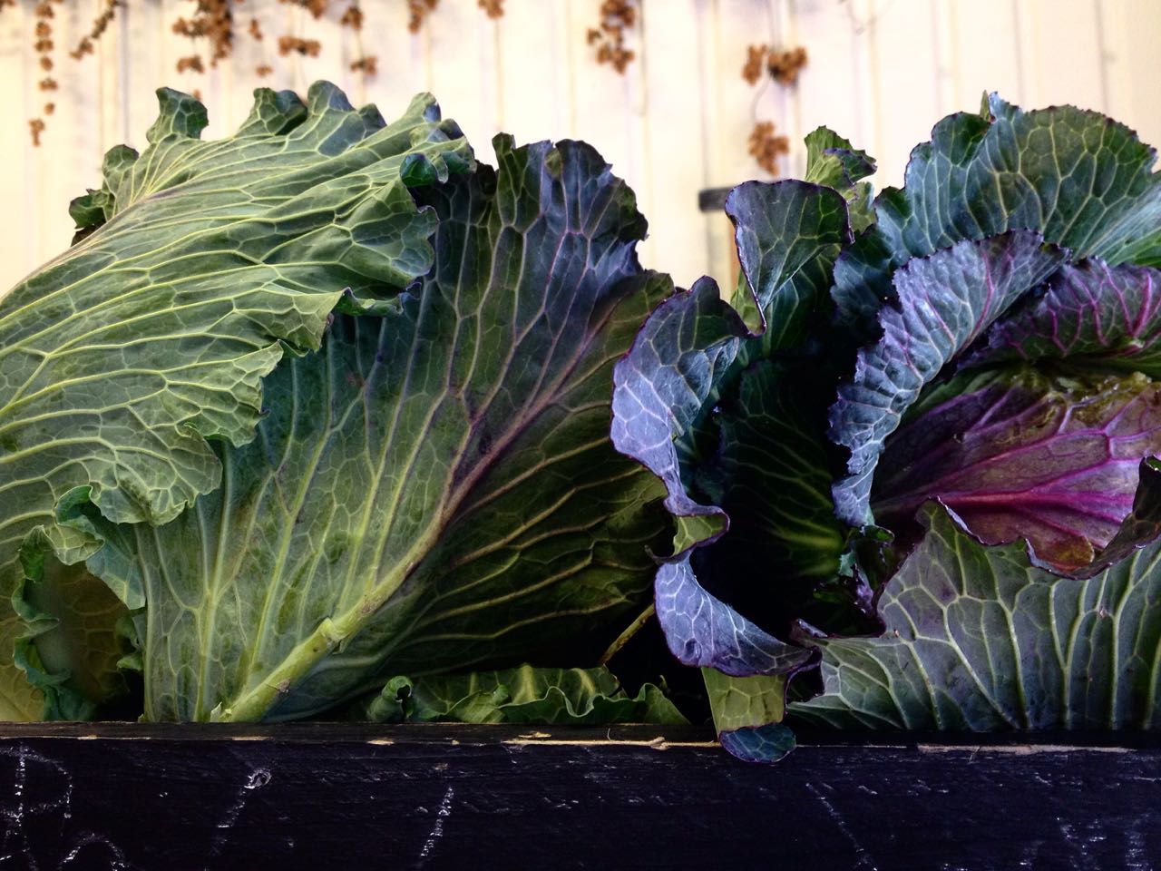 January King Cabbages Photo ©Evie Saffron Strands