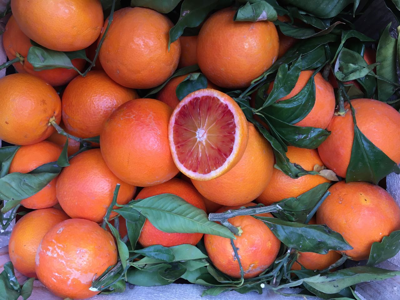 Sicilian Tarocco Oranges Photo ©Evie Saffron Strands