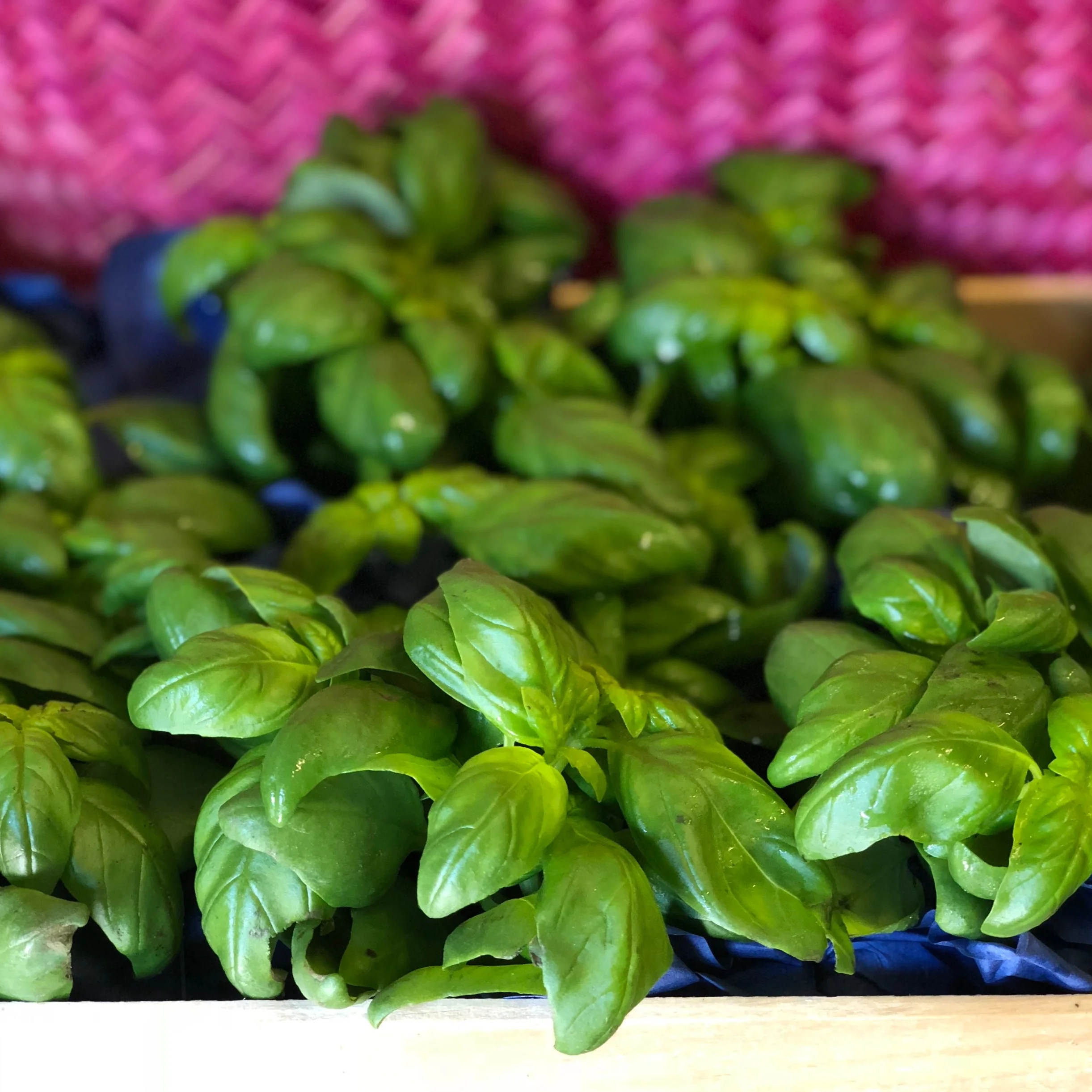 Ligurian Basil Photo © Puntarelle&Co