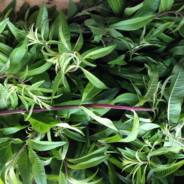 Lemon Verbena Photo ©Evie Saffron Strands