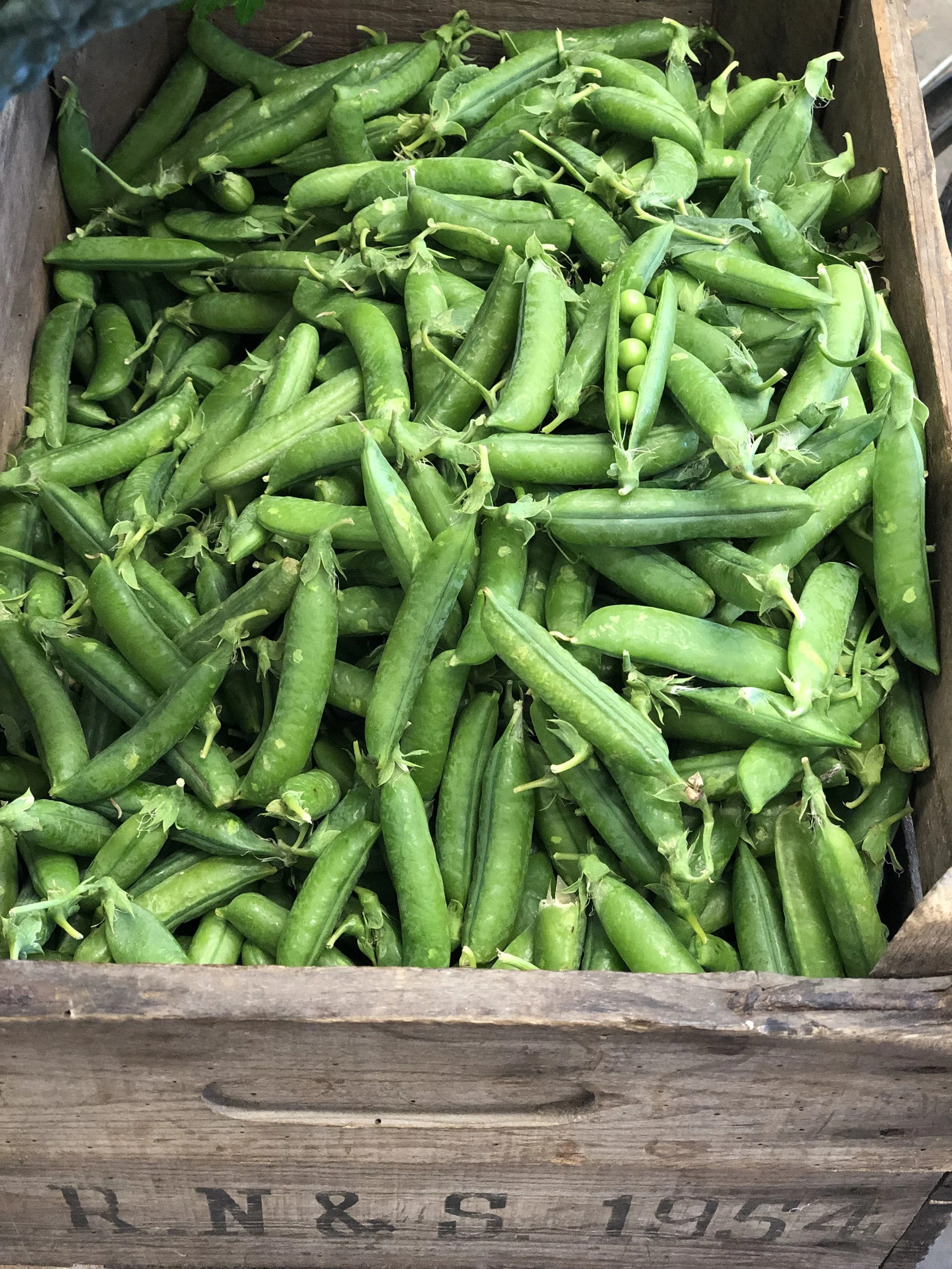 English Peas Photo ©Evie Saffron Strands English Peas As the summer heat increases, the chance to buy good fresh English Peas in their pods decreases. While the edible ‘eat-all’ (mange tout) varieties will happily continue to grow, podding peas will rush to the finish line unless summer goes into reverse and brings cooler weather. This being England, we wait to see. For decades the vast majority of our home-grown Peas have been harvested for fast-freezing. An excellent way to preserve their sweetness when it’s not possible to get them to market speedily - their natural sugars break down so quickly. But raw fresh peas in their pods are a late spring/early summer treat and good English ones are well worth seeking out. They should look shiny, feel firm and squeak when the pods are rubbed together. This year, we have been impressed with the variety of English Peas we’ve been able to buy. Firm, well-filled pods with small to medium sized peas of exceptional sweetness have been coming our way ever since they took over from the Italian ones. They are with us still this week. You could eat them straight from the pod, maybe alongside a slice of Ewe’s milk cheese (Berkswell is good); with a slice or ricotta or scoop of goat’s curd cheese accompanied by toasted bread and a dash of olive oil; cook in a classic Italian rice and peas dish of Risi e Bisi, using the pods to make stock; stew them in a French classic mix of peas, lettuce, spring onion and herbs Petits Pois à la Française; or if they are small, simply boil the pods until tender and eat them whole dipped in melted butter.