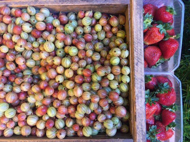 English Gooseberries and Strawberries Photo ©Evie Saffron Strands