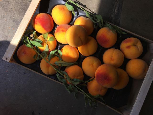 Percocha Peaches Photo ©Evie Saffron Strands