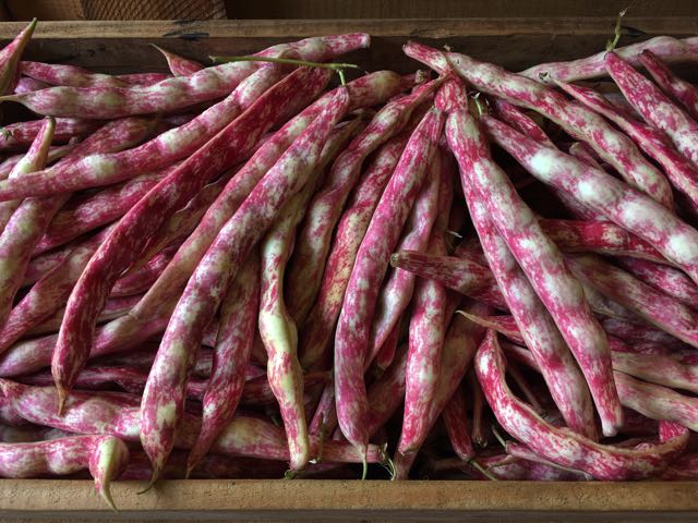 Italian Borlotti Beans for podding Photo ©Evie Saffron Strands