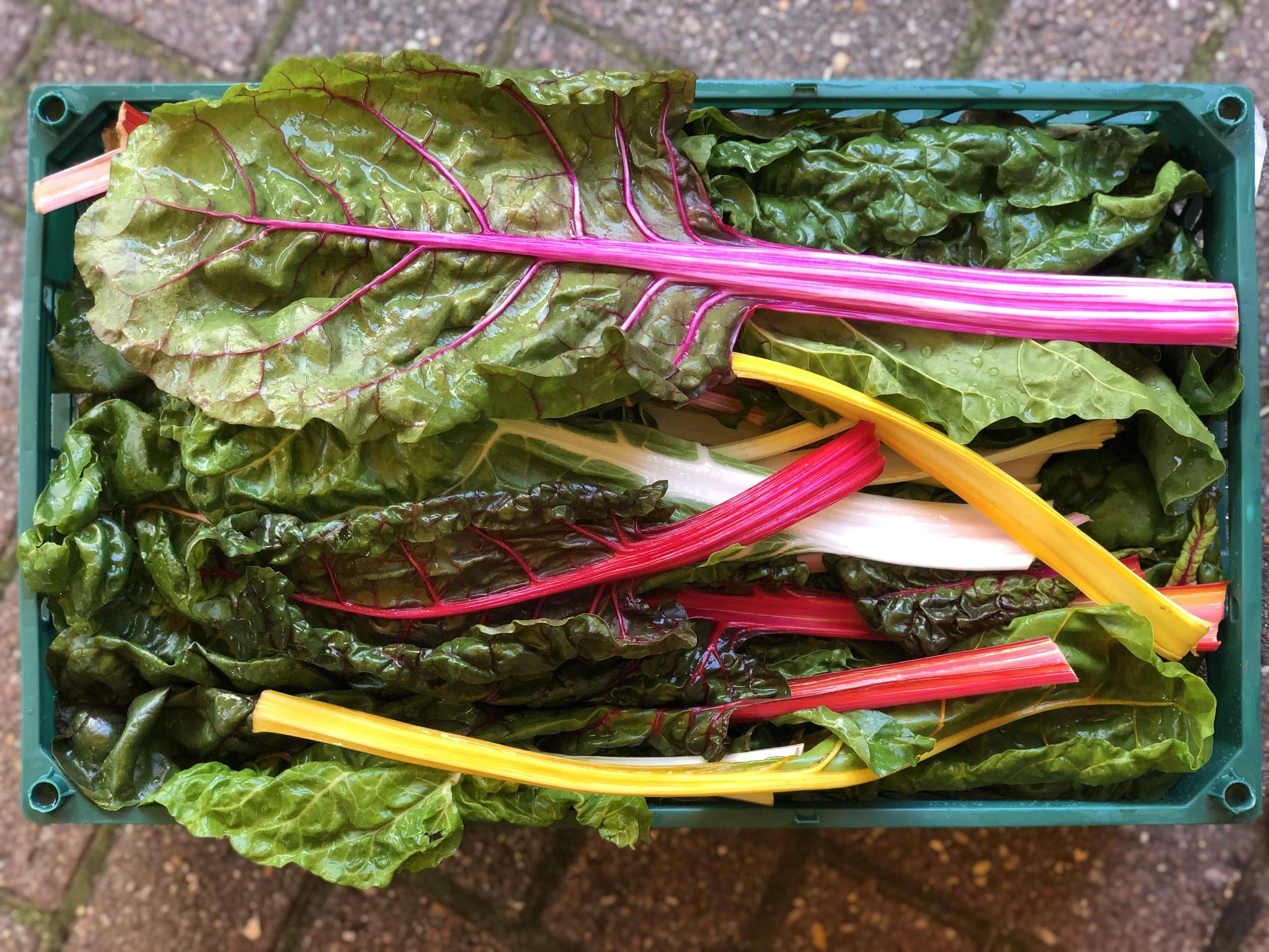 News — Puntarelle & Co