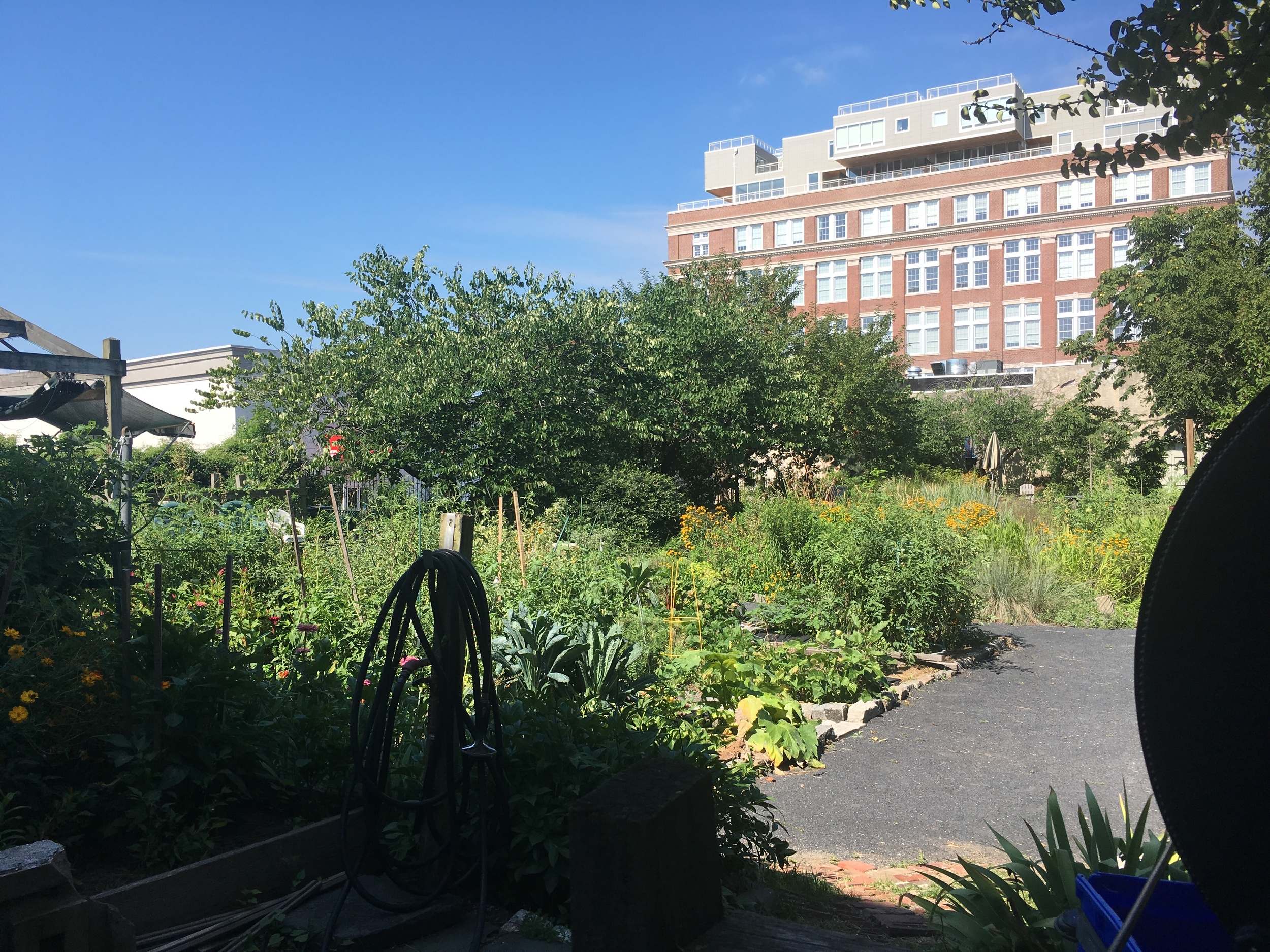 Community garden at home in S. Philly