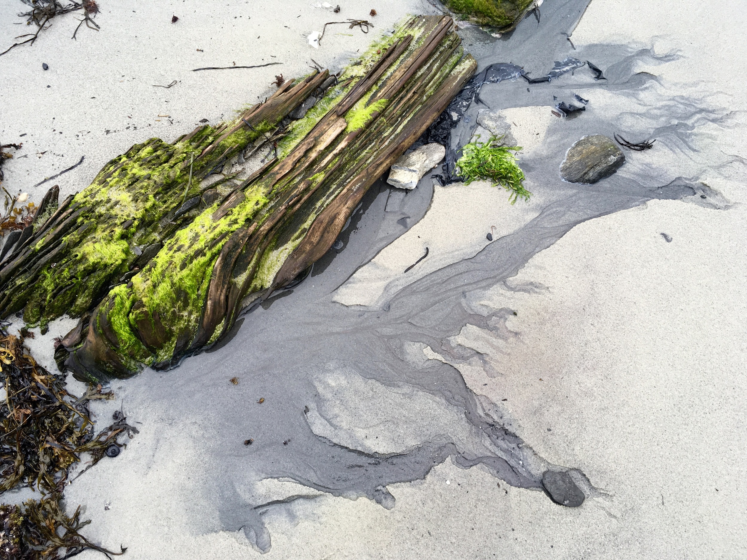 Driftwood at Fowler's