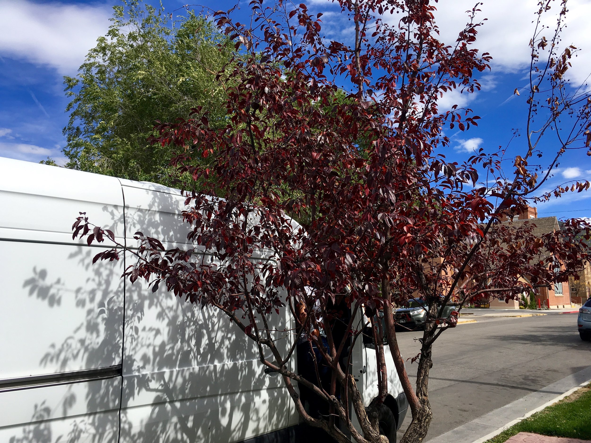 You can barely see the van behind the tree... #Stealth (Salida)