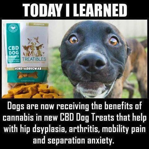 Entertaining memes shared on social media help quickly spread misinformation to pet owners.