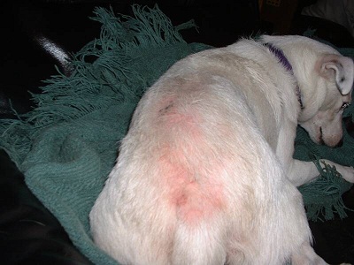 A common presentation of flea allergy dermatitis. Notice the redness and hair-loss on the back, near the tail.