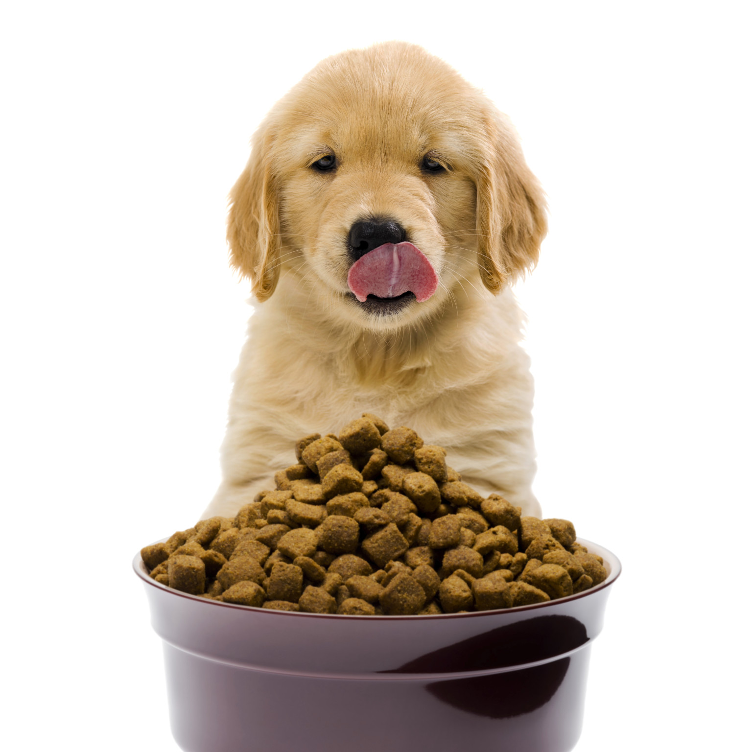 can i give my puppy cat food