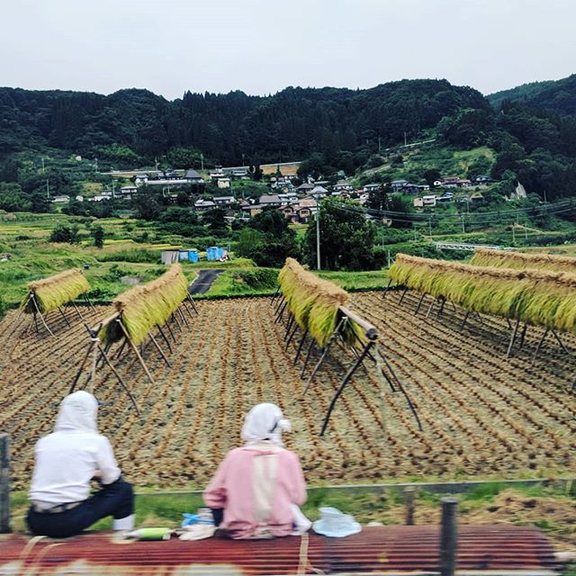 Drying buckwheat for soba