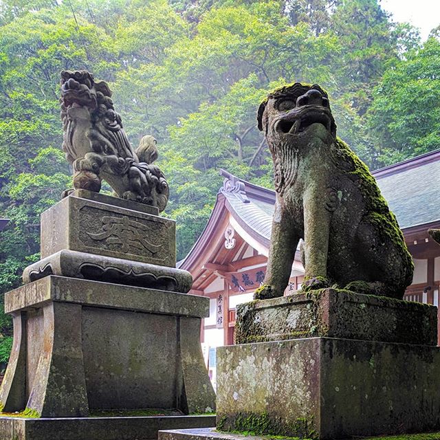 More cool dog guardians.