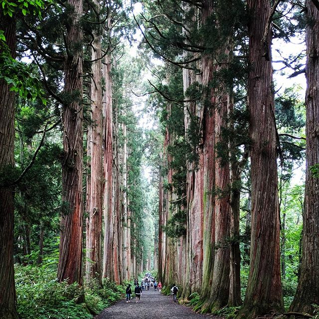 Cedar lined approach Okushi Temple,  Togakushi, Nagano
