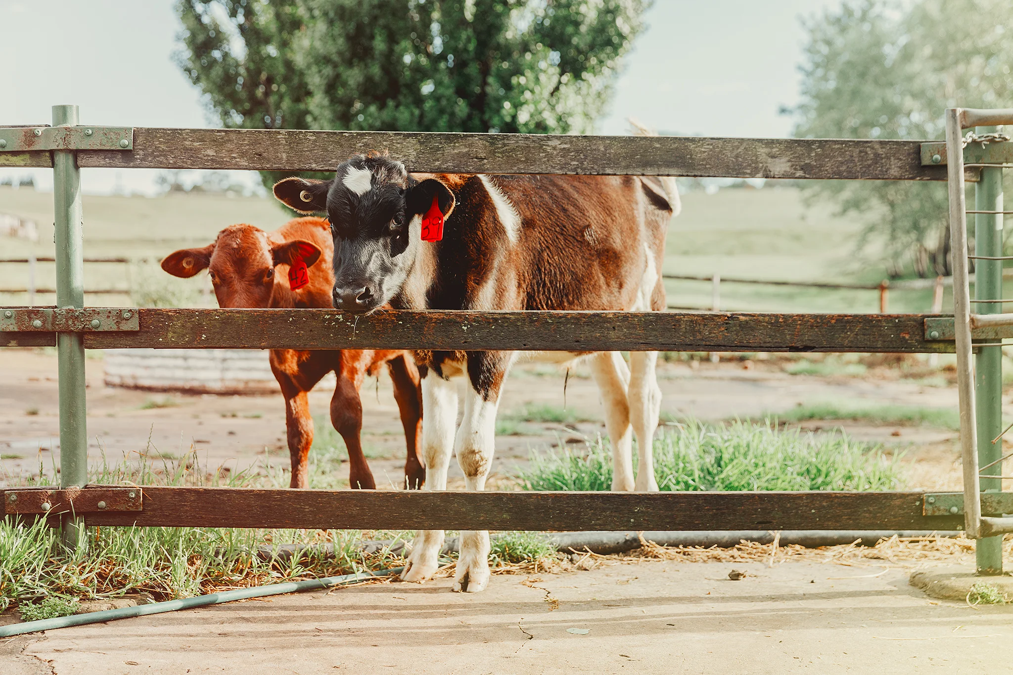 Calves at the dairy Web Res.jpg