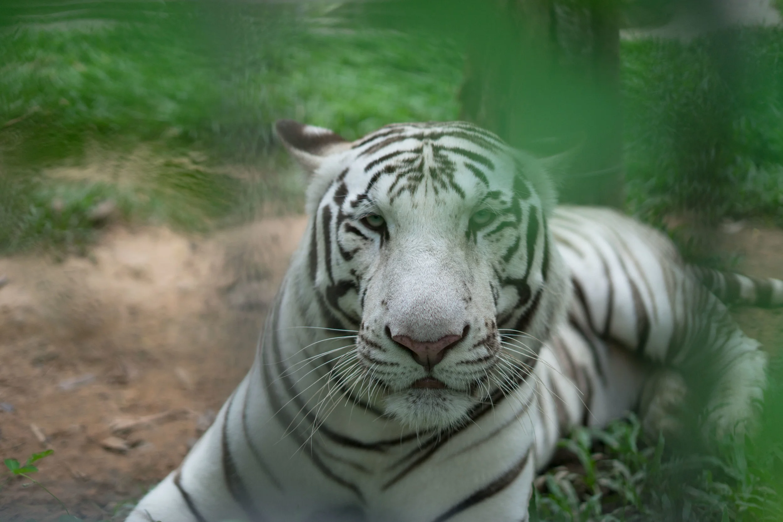 tiger2.jpg
