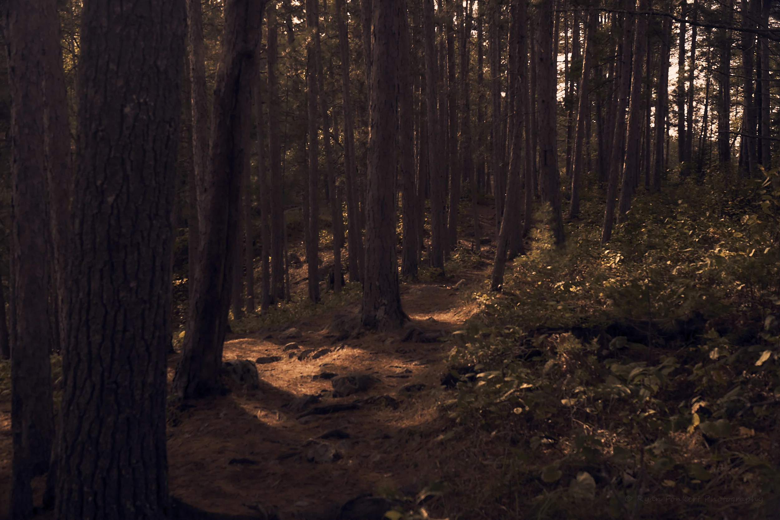 Late afternoon sun filtering through the trees in the Superior National Forest…