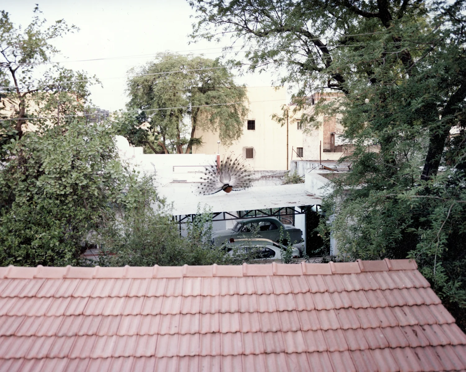 Roof with peacock backview.jpg