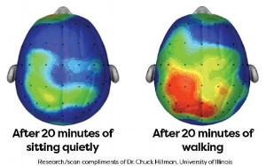 On the left, is your brain after 20 minutes of sitting. The brain on the right shows what is going on after 20 minutes of exercise, indicating heightened attention and faster information processing.