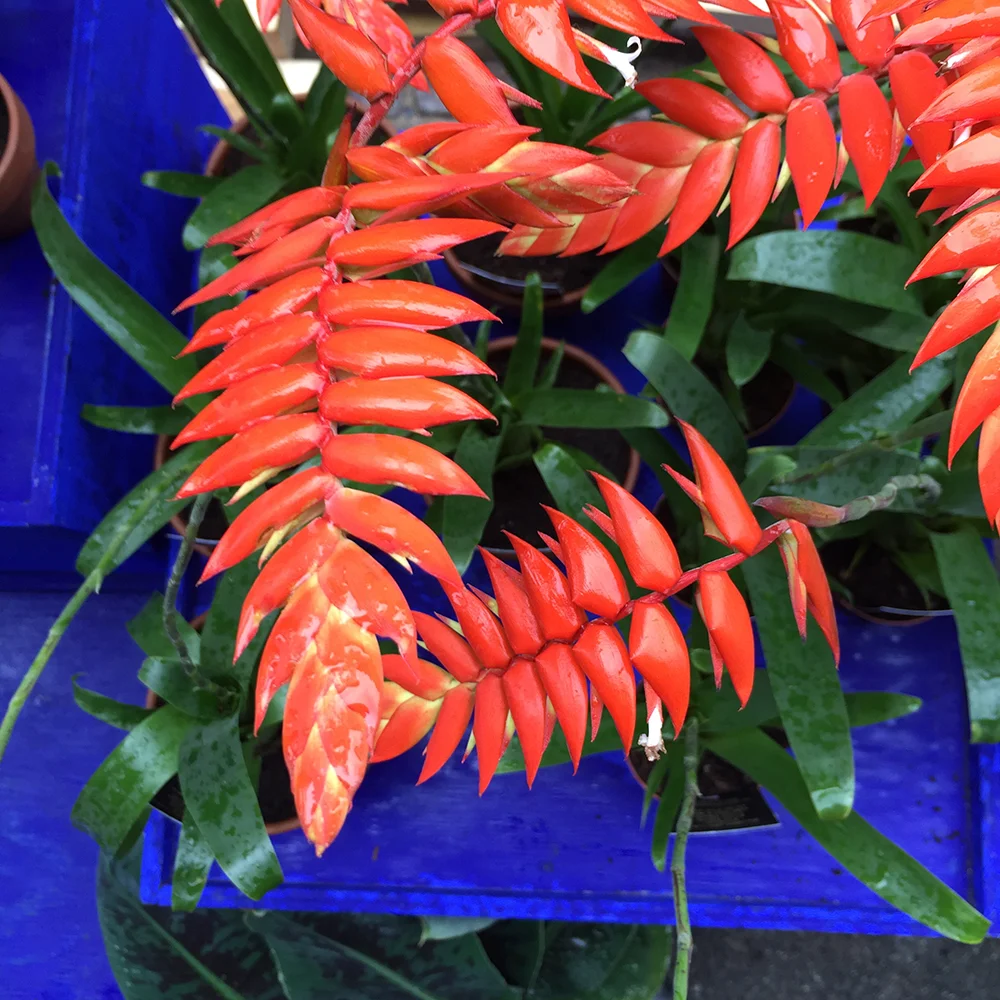 Eksotiske planter