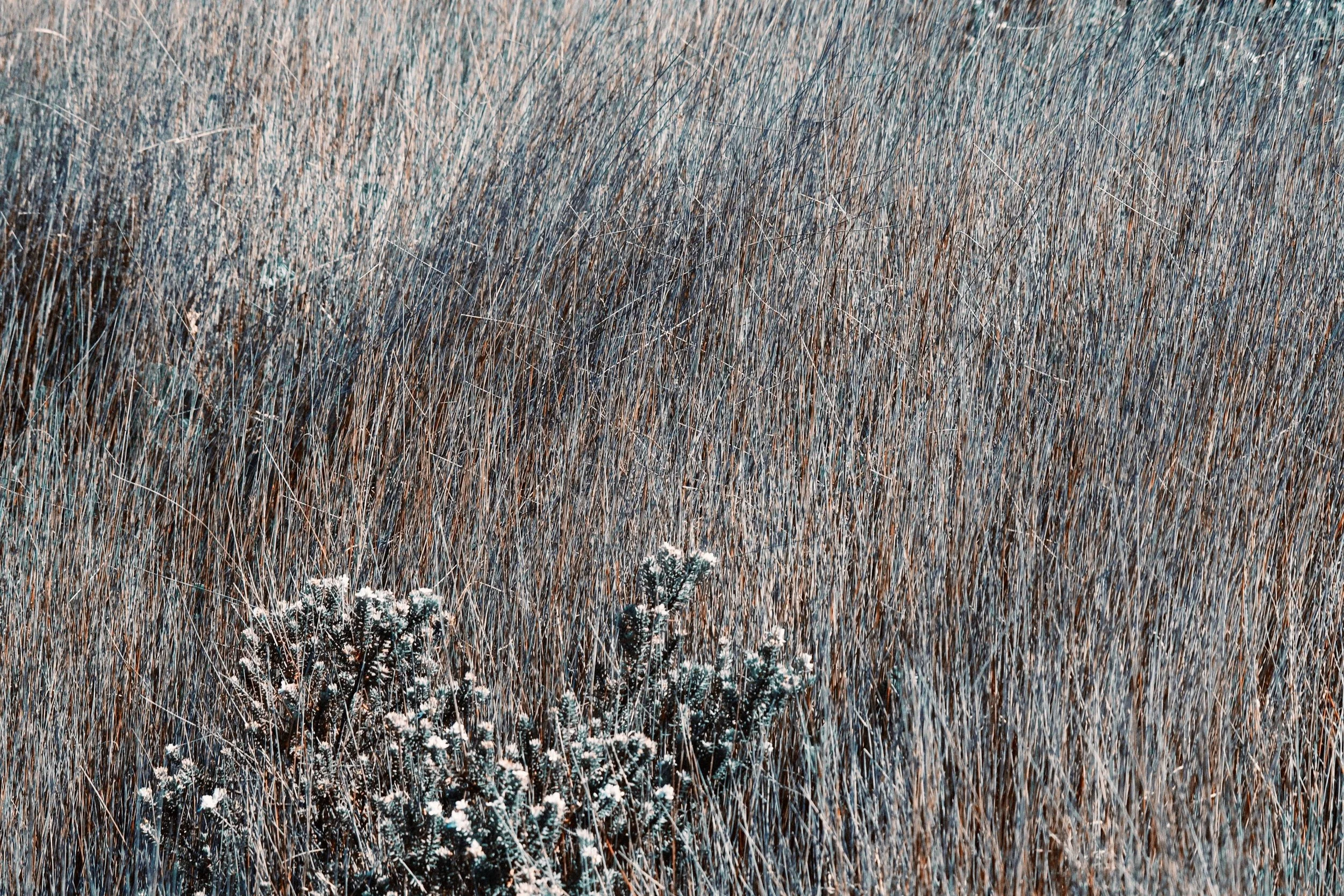 furze-n-grass_38545700134_o-Exposure.jpg