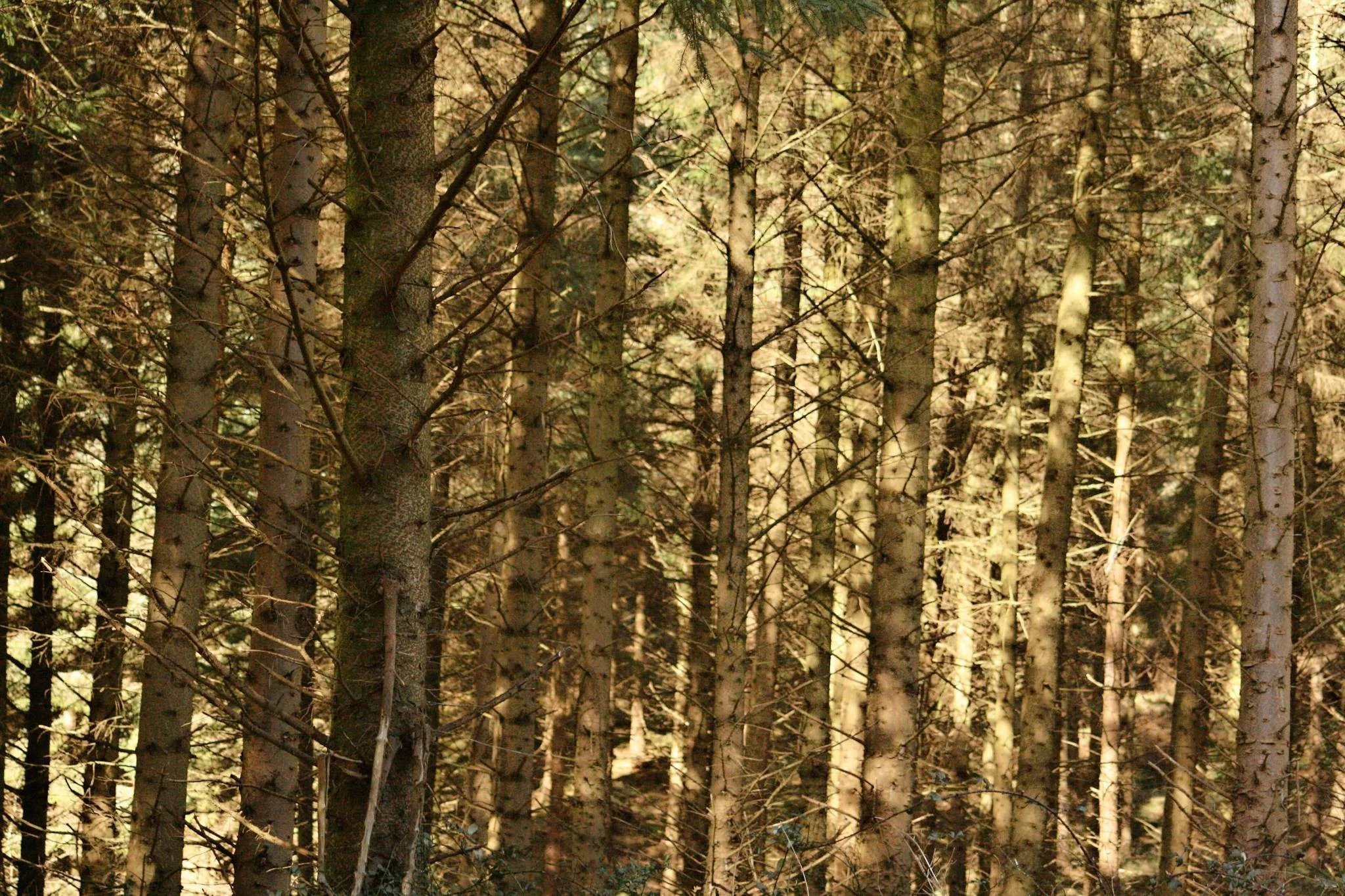 woods-for-the-trees_2378189607_o-Exposure.jpg